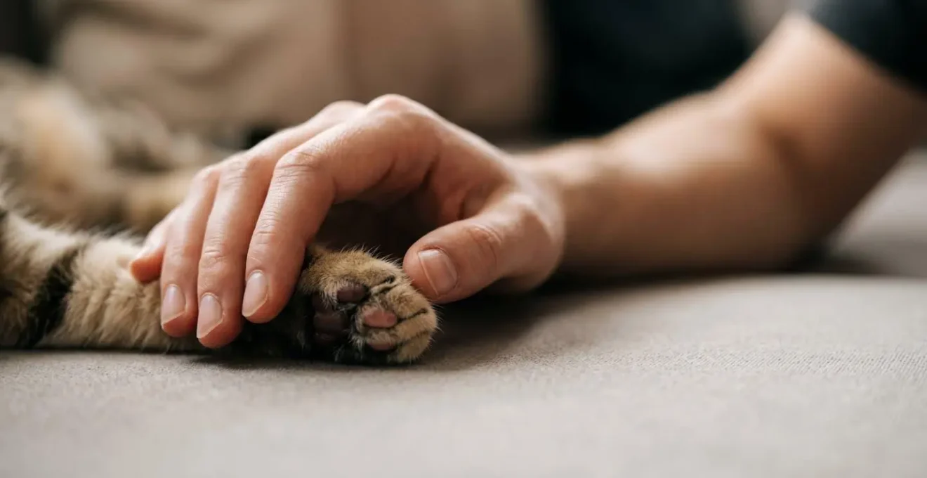 Représentation symbolique de la protection juridique des animaux de compagnie en France