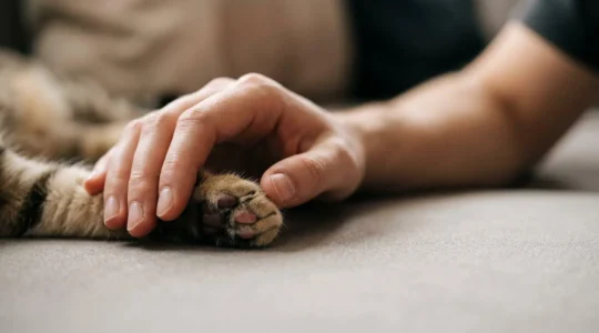 Représentation symbolique de la protection juridique des animaux de compagnie en France