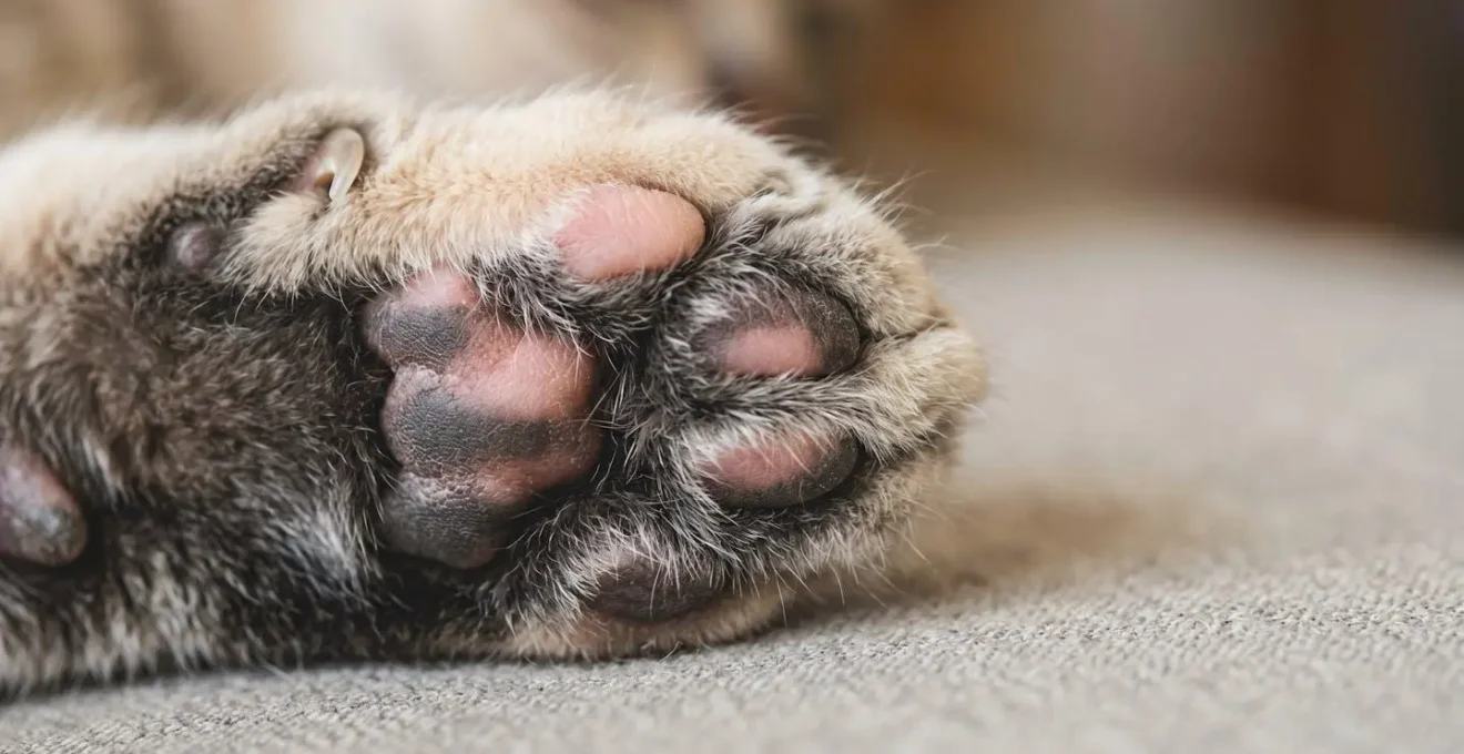 Gros plan détaillé sur la patte d'un chat montrant le coussinet et les griffes avec un fond flou naturel