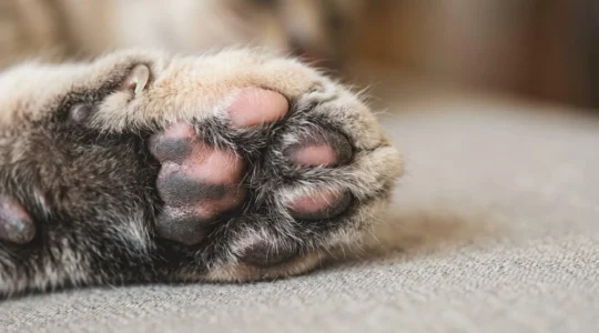 Gros plan détaillé sur la patte d'un chat montrant le coussinet et les griffes avec un fond flou naturel